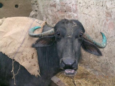 Буйвол - еще одно священное животное Буйвол - еще одно священное животное