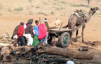 Верблюд - друг индийца Верблюд - друг индийца