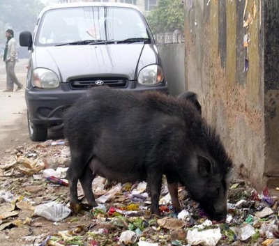 Городской кабанчик Городской кабанчик
