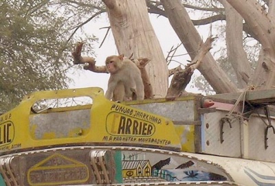 Верхом на автобусе - так путешествуют обезьяны Верхом на автобусе - так путешествуют обезьяны