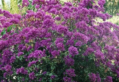 Цветы в ботаническом саду Удайпура Цветы в ботаническом саду Удайпура