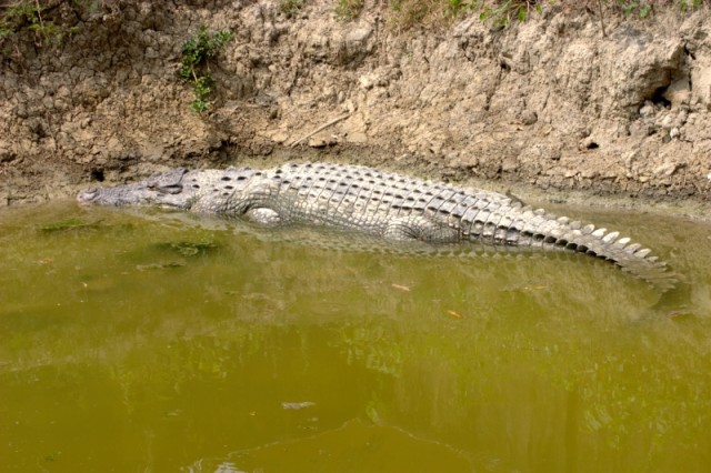 Крокодил в Сундарбансе
