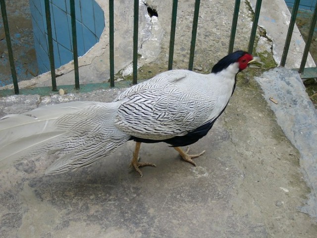 Himalayan Bird Park