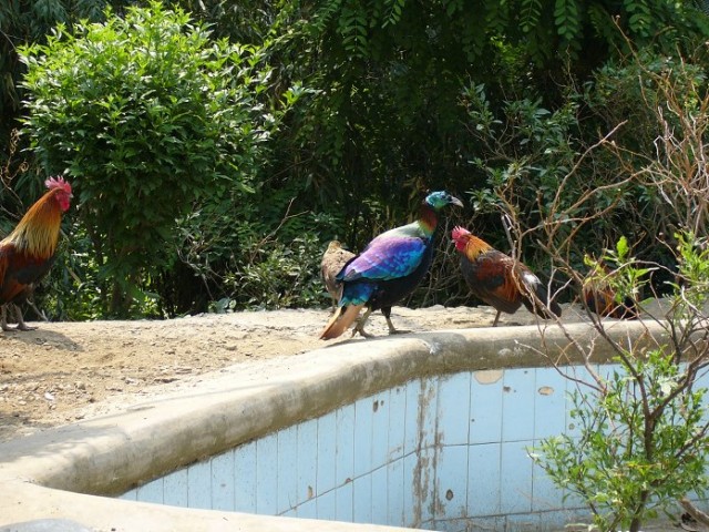 Himalayan Bird Park