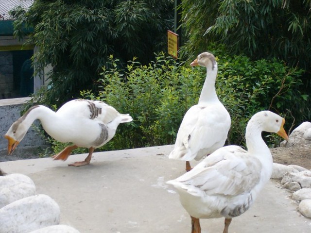 Himalayan Bird Park