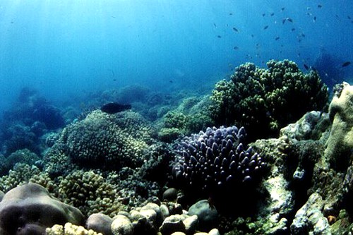Подводный мир Андаманских островов