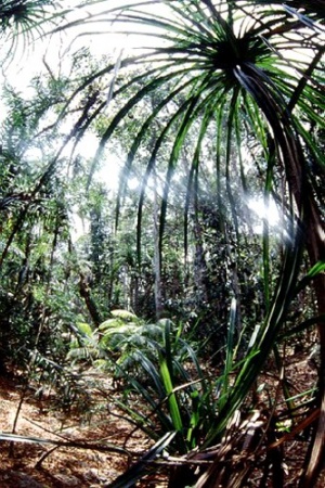 Андаманские джунгли