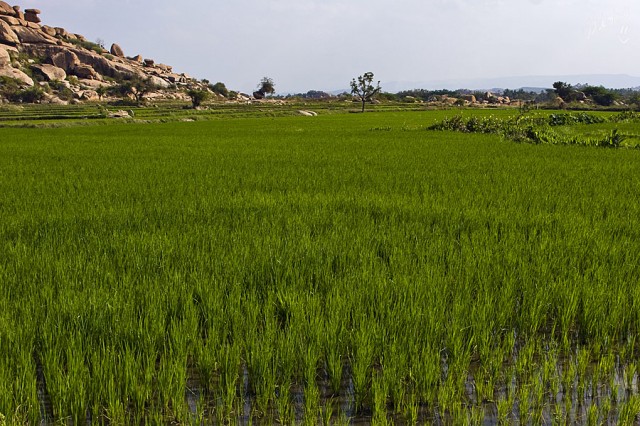 рисовое поле