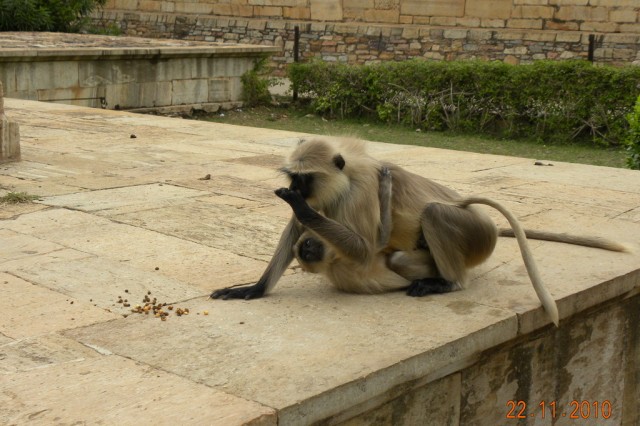 Еще обезьянка Еще обезьянка