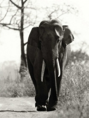 Слон на слоновьей тропе Anglong в Казиранга-Карби.