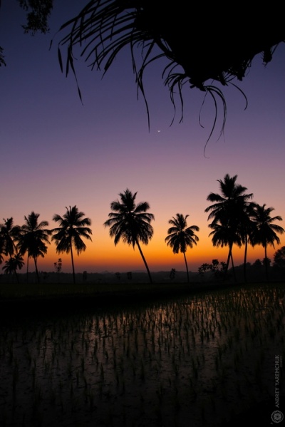 закат над рисовым полем 2