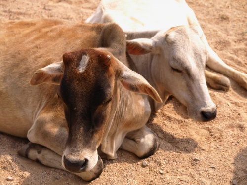 Фото 16 Фото 16