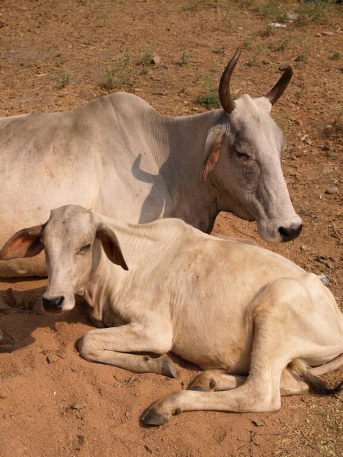 Фото 1 Фото 1