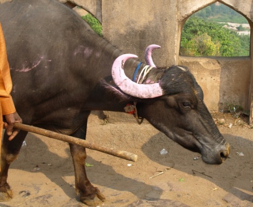 Фото 5 Фото 5