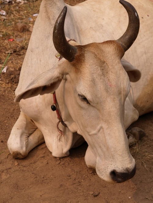 Фото 9 Фото 9