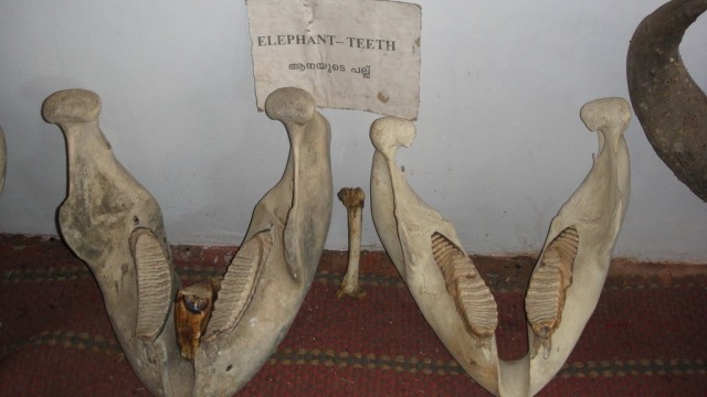 Слоновьи зубы