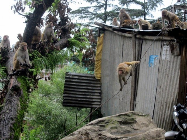 они везде они везде