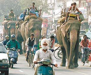 по улицам слонов водили...