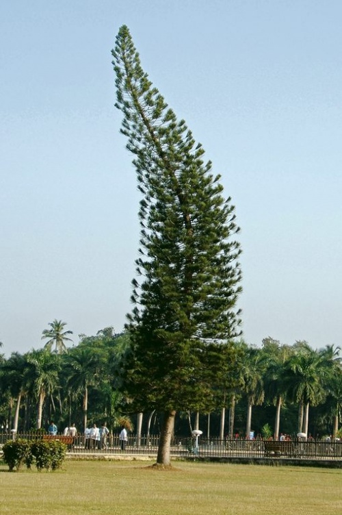 А елки тут не просто палки ) А елки тут не просто палки )