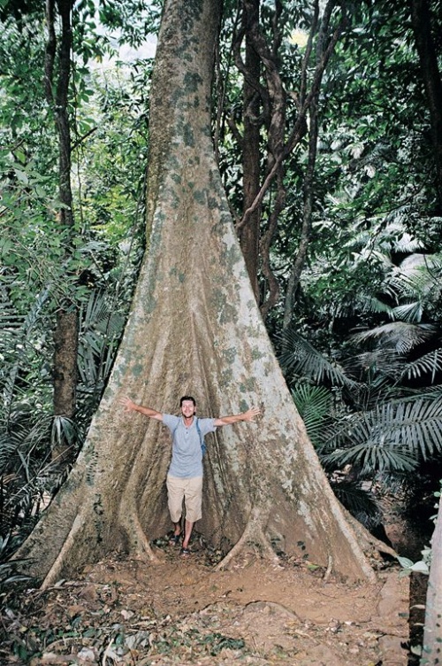 Сумчатое дерево ) Сумчатое дерево )