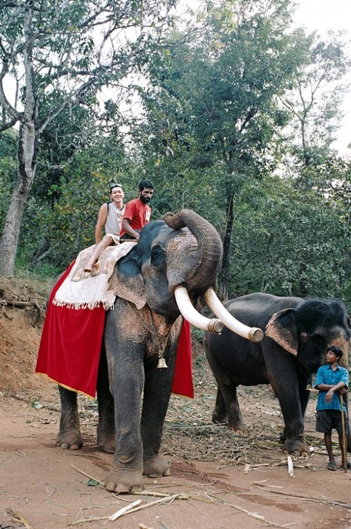 Покатают на слонах ) Покатают на слонах )
