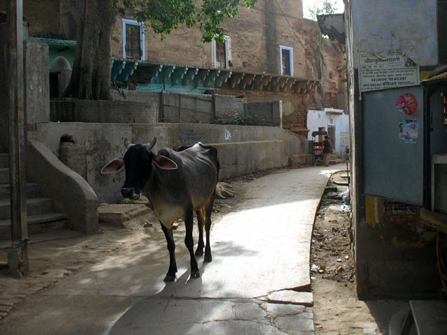 Корова Корова