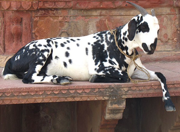 Коза, ч/б Коза, ч/б