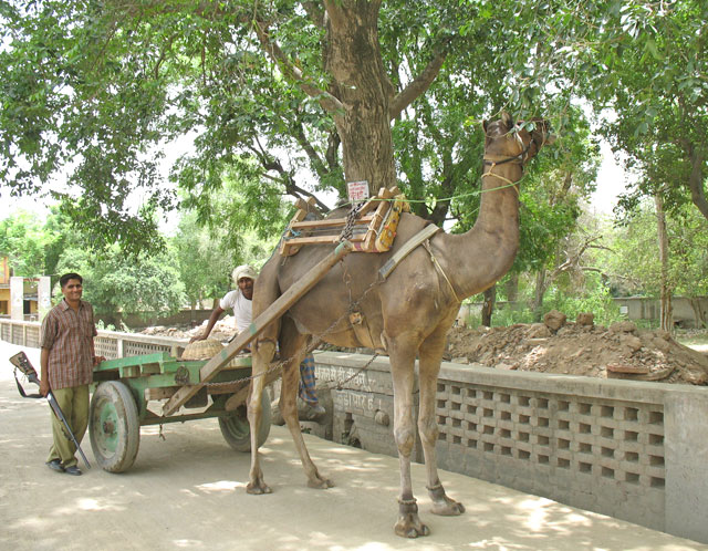 Верблюд Верблюд