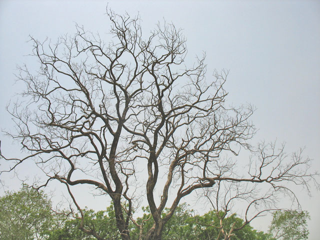 Вриндаванское дерево
