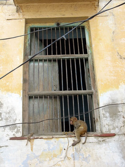 Мартышонок Мартышонок