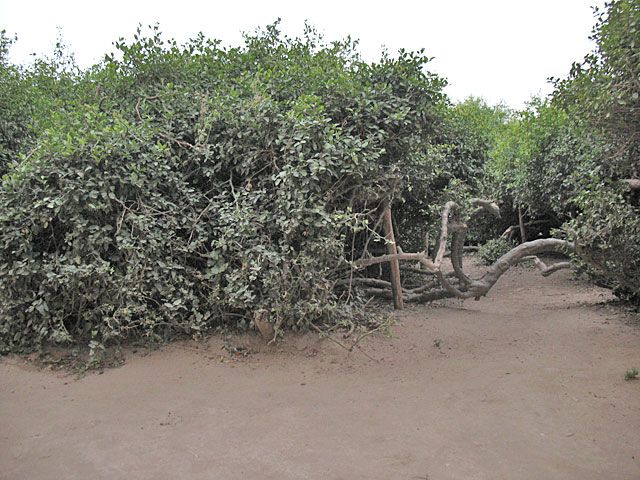В саду Сева-кундж В саду Сева-кундж