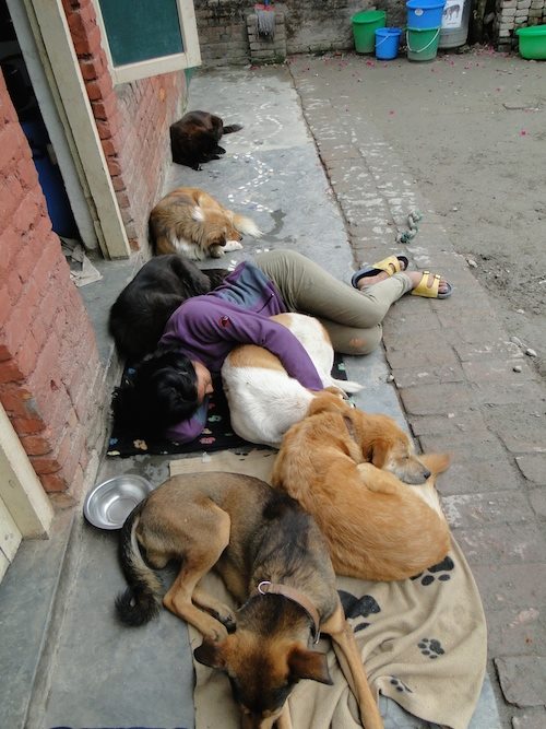 Street dog care