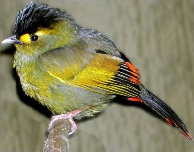 Liocichla bugunorum