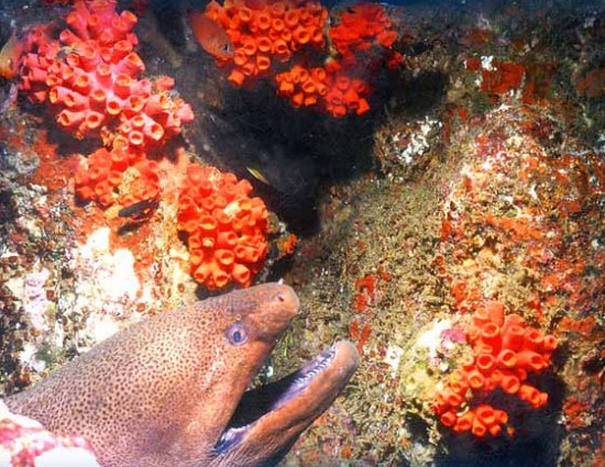 Кораллы у побережья Шри-Ланки Кораллы у побережья Шри-Ланки