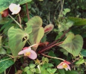 Begonia Tessaricarpa,   