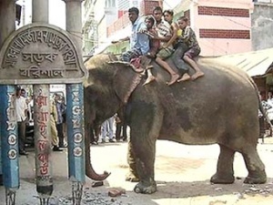 Бангладешский цирковой слон