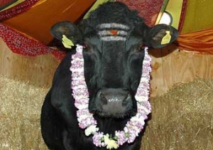 Священный бык Шамбо Священный бык Шамбо