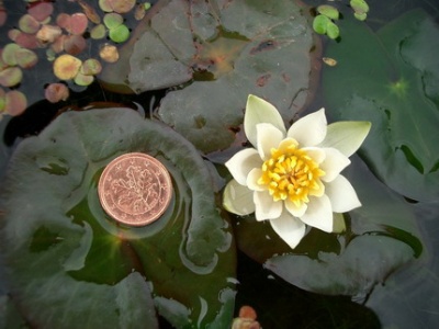 Nymphaea tetragona ( )