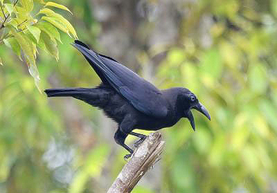 Corvus unicolor (  Banggai)