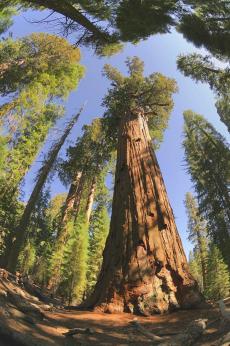  , Sequoia National Park, , 