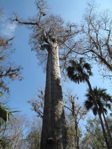 Сенатор, Big Tree Park, Флорида, США