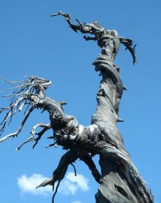 Jardine Juniper,   Cache, , 