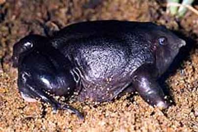    Nasikabatrachus sahyadrensis