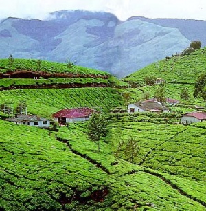 Муннар: Чайные плантации